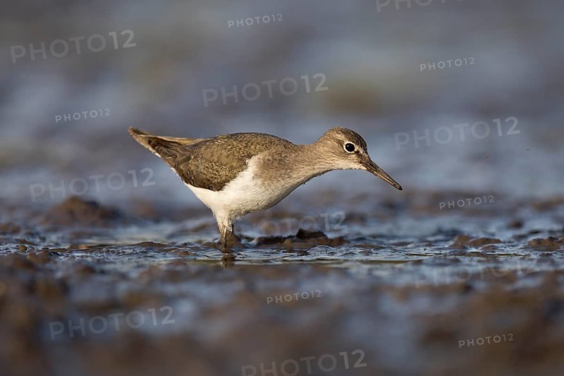 Common Sandpiper (Actitis hypoleucos), Lake Cheleleka, Ethiopia