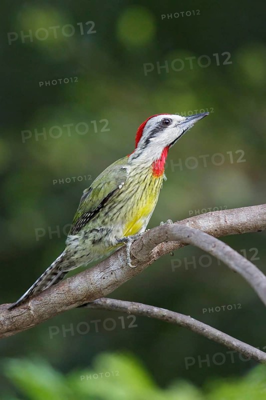 Cuban Green Woodpecker (Xiphidiopicus percussus) perched on a branch in Cuba
