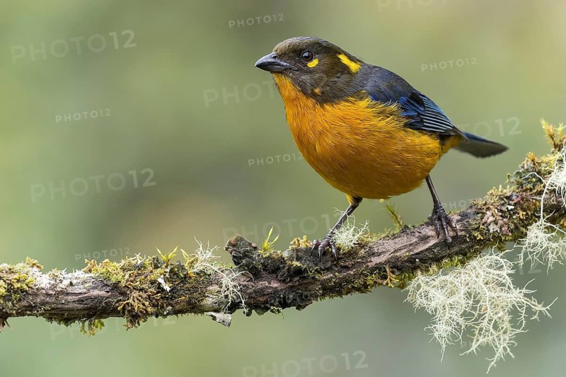 Lacrimrse Mountain-Tanager (Anisognathus lacrymosus) perched on a branch in Colombia, South America