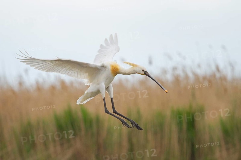 Eurasian Spoonbill (Platalea leucorodia) landing, Pusztaszer, Hungary