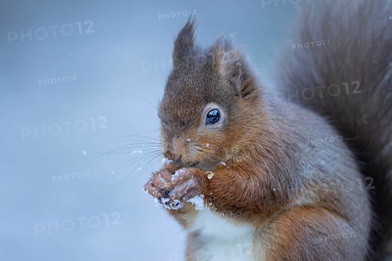 Red squirrel (Sciurus vulgaris) adult animal eating a nut in snow in winter, England, United Kingdom