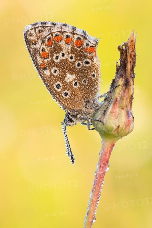 Himmelblauer Bläuling (Polyommatus bellargus), Weibchen mit Tautropfen von der Flügelunterseite