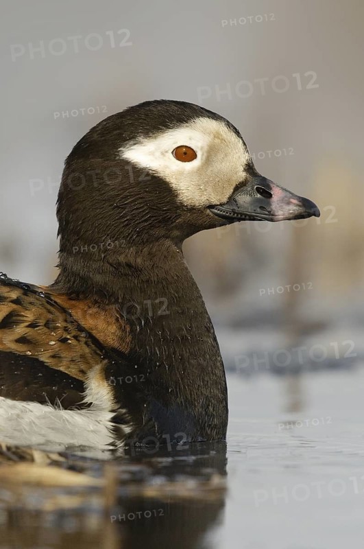 Long-tailed Duck (Clangula hyemalis) male, Alaska, USA