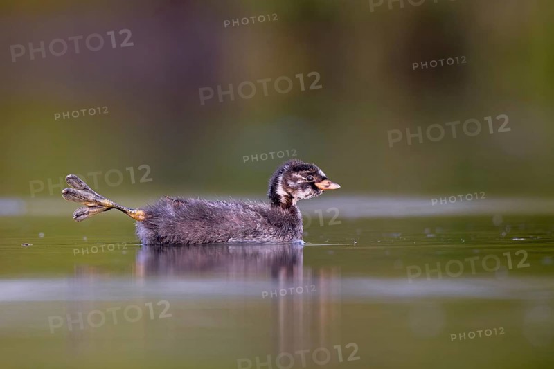 Little Grebe (Tachybaptus ruficollis) chick, North Rhine-Westphalia, Germany