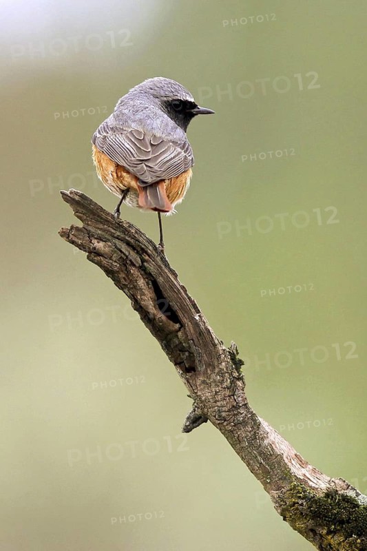 Common Redstart (Phoenicurus phoenicurus) male, Baden-Wuerttemberg, Germany
