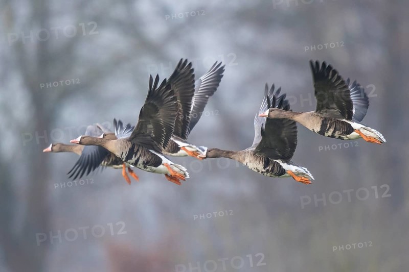 Greater White-fronted Goose (Anser albifrons) group flying, North Rhine-Westphalia, Germany