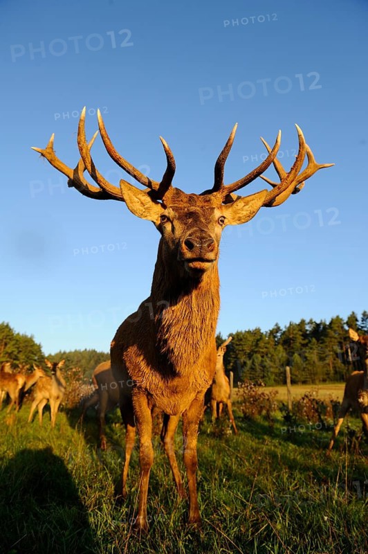 A stag with large antlers stands majestically in the meadow, surrounded by forest in the sunlight, red deer (Cervus elaphus), Bavaria