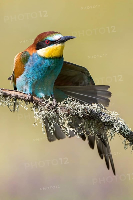 European Bee-eater (Merops apiaster) stretching wing, perched on a lichen covered branch, Andalusia, Spain