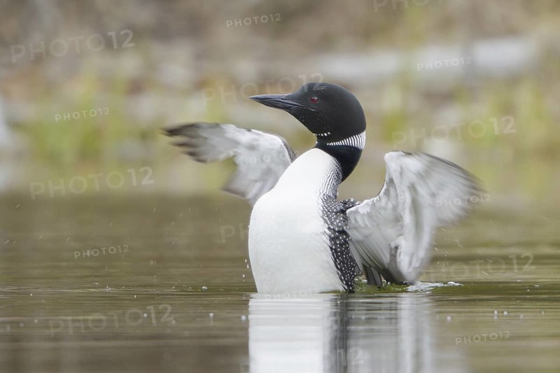 Great Northern Loon (Gavia immer), British Columbia, Canada