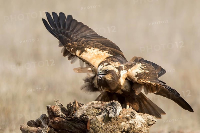 Western Marsh Harrier (Circus aeruginosus) female perched on a stump, Castile-La Mancha, Spain
