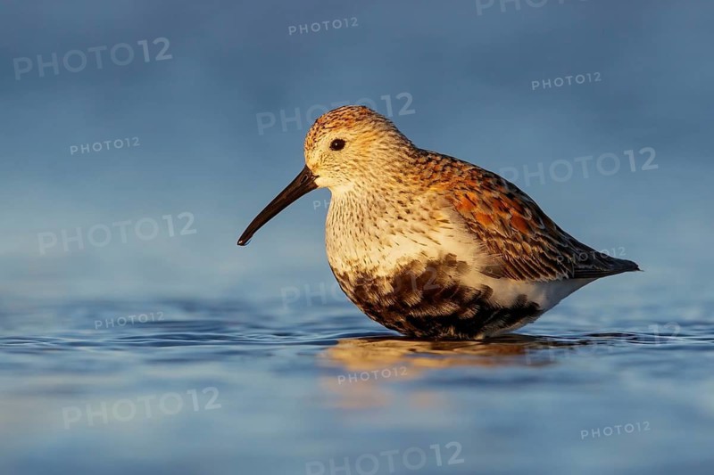 Dunlin (Calidris alpina) feeding along a river in Nome, Alaska