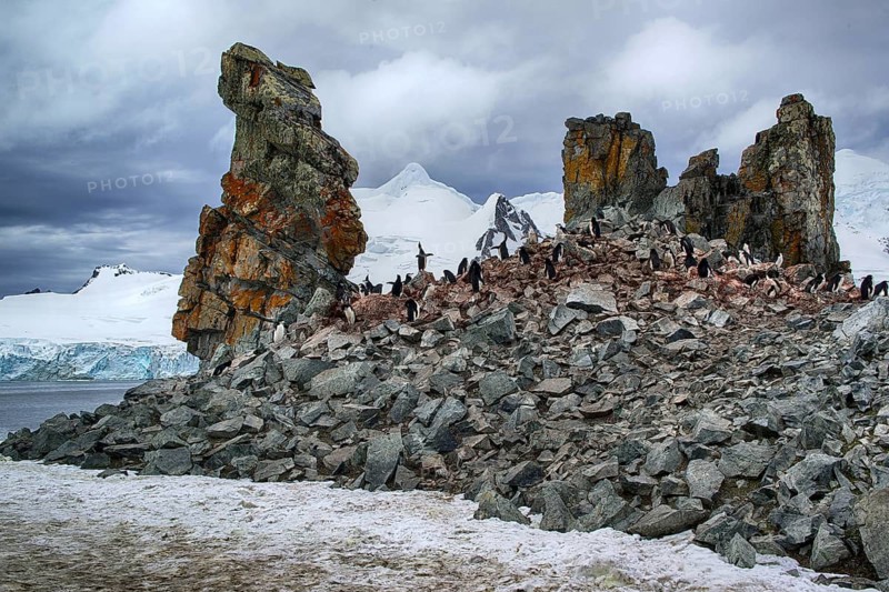 Animals, mammals, penguin, penguins, bridled penguin, Half Moon Island, Antarctica