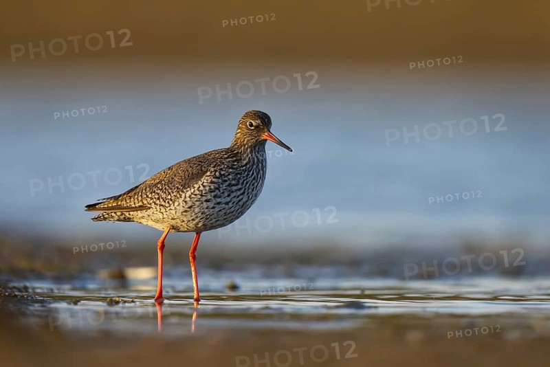 Common Redshank (Tringa totanus), North Rhine-Westphalia, Germany