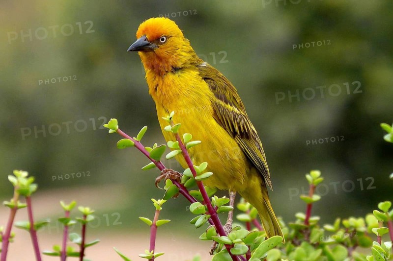 South Africa, Weaver Bird, Cape Weaver Bird, Cape Weaver, Cape Town, Ploceidae, Kruger National Park