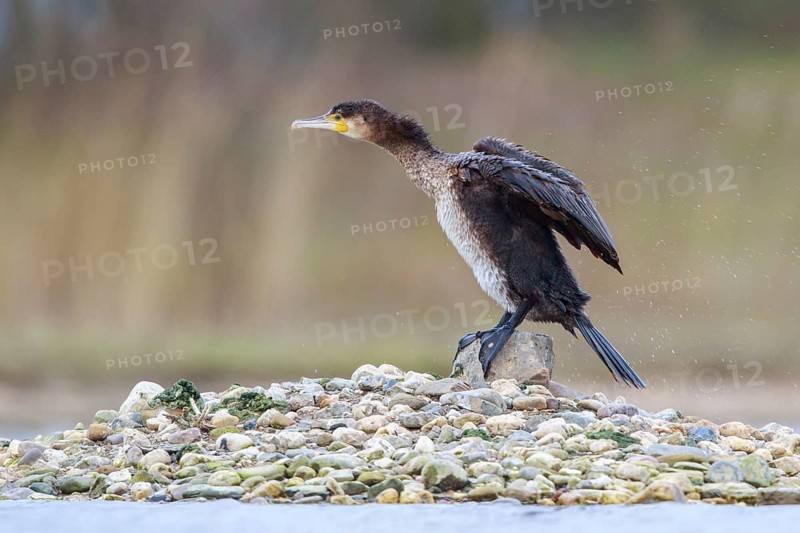 Great Cormorant (Phalacrocorax carbo), North Rhine-Westphalia, Germany