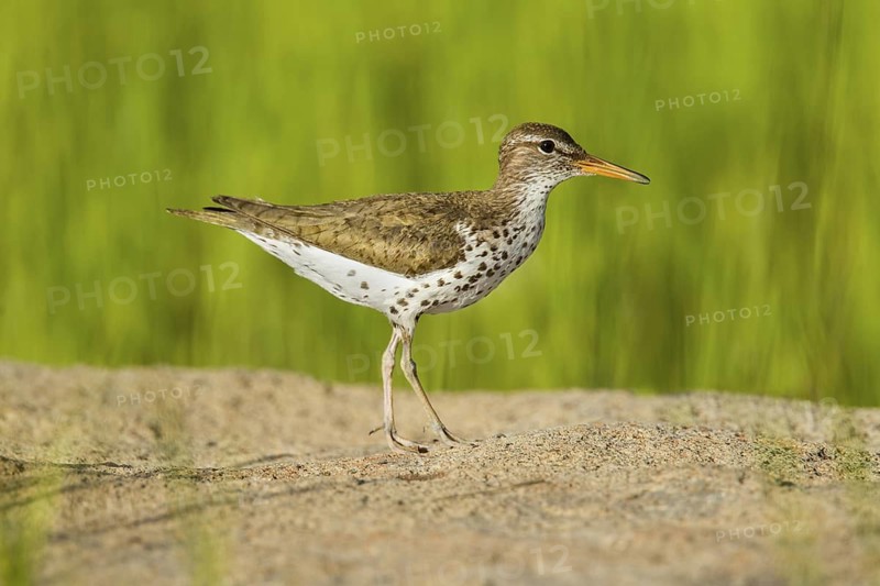 Spotted Sandpiper Actitis macularius east of Beaver, Utah, United States 4 July Adult in breeding plumage. Scolopacidae