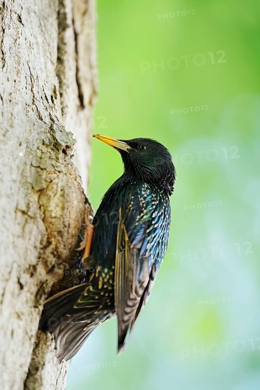 Starling (Sturnus vulgaris) at the breeding den, North Rhine-Westphalia, Germany