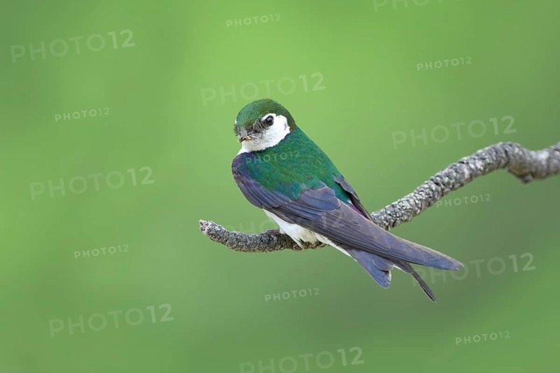 Tree Swallow (Tachycineta bicolor), Colorado, USA