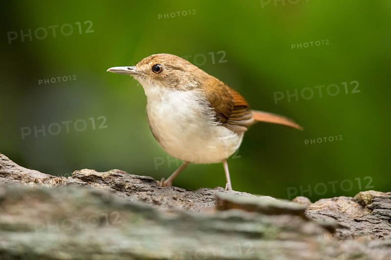 White-chested Babbler (Trichastoma rostratum), Selangor, Malaysia