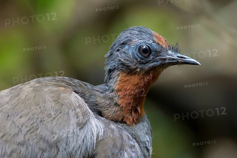 Superb Lyrebird (Menura novaehollandiae) juvenile, New South Wales, Australia