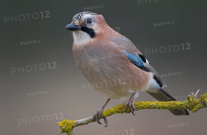 Eurasian Jay (Garrulus glandarius), Saxony, Germany