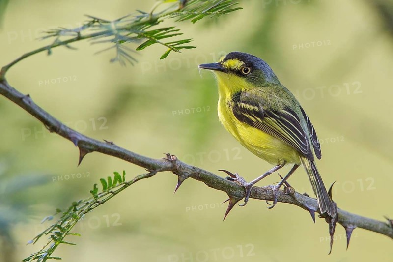 Yellow-lored Tody-Flycatcher (Todirostrum poliocephalum) perched on a branch in the Atlantic rainforest of southeast Brazil