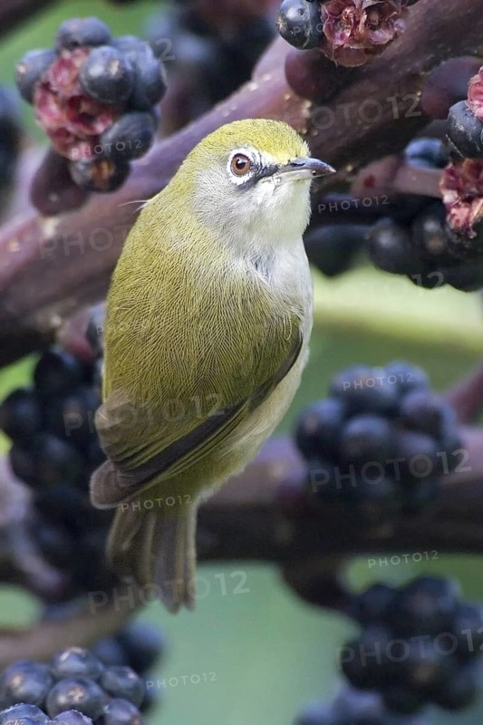 Christmas White-eye (Zosterops natalis), Christmas Island, Australia
