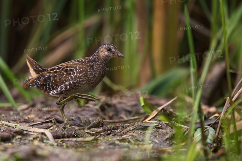 Spotted Crake (Porzana porzana) foraging, Saxony, Germany