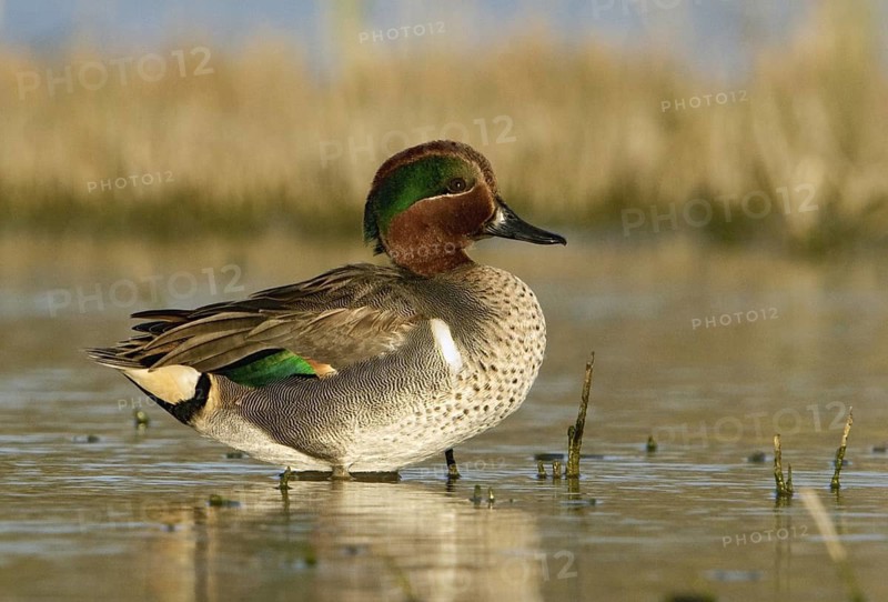 Green-winged Teal (Anas carolinensis) male, Texas, USA