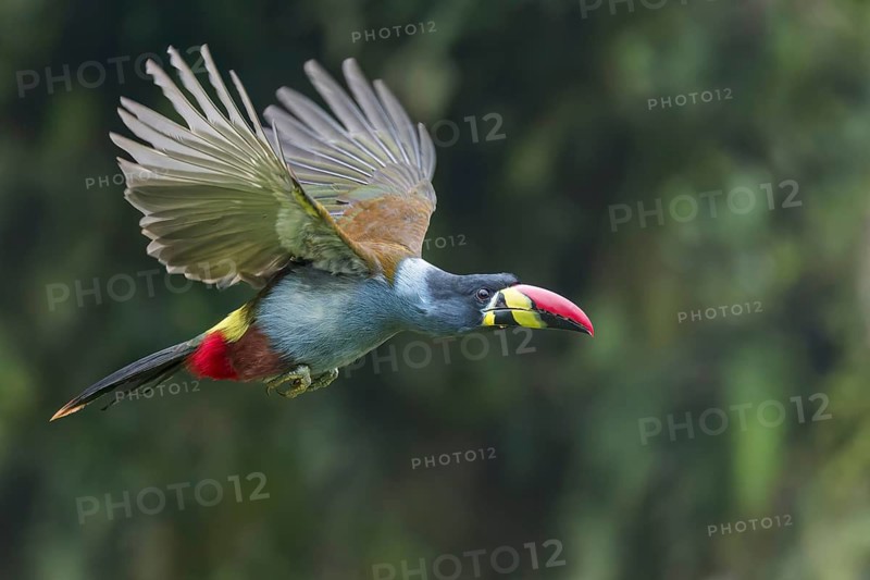 Gray-breasted Mountain-Toucan (Andigena hypoglauca) flying in Colombia, South America