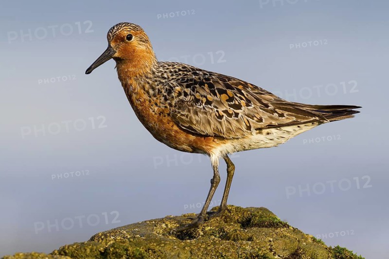 Red Knot (Calidris canutus), Asturias, Spain