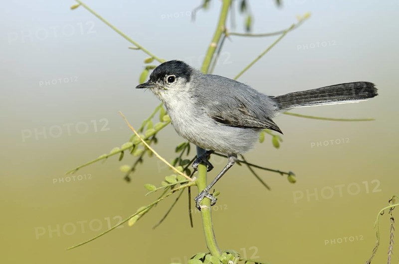 Black-tailed Gnatcatcher (Polioptila melanura), Arizona, USA