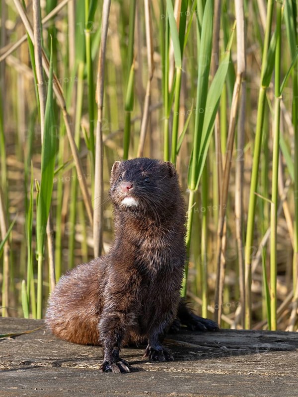 A mink in the sun