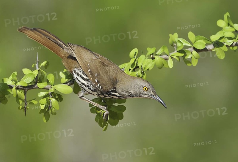 Long-billed Thrasher (Toxostoma longirostre), Texas, USA