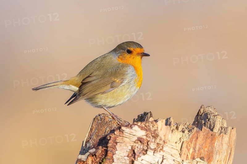 Robin (Erithacus rubecula), sitting on a birch tree, foraging, winter feeding, wildlife, winter, animals, birds, songbird, light background, snow, Siegerland, North Rhine-Westphalia, Germany