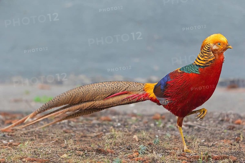 Golden Pheasant, C (hrysolophus pictus), animals, birds, cock, pheasant family, Neuhofen, Rhineland-Palatinate, Germany