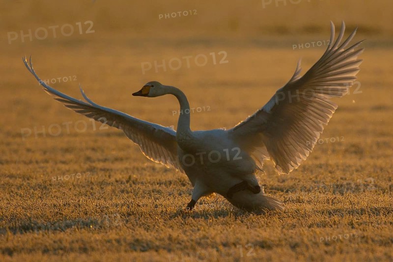 Whooper Swan (Cygnus cygnus) flapping, North Rhine-Westphalia, Germany