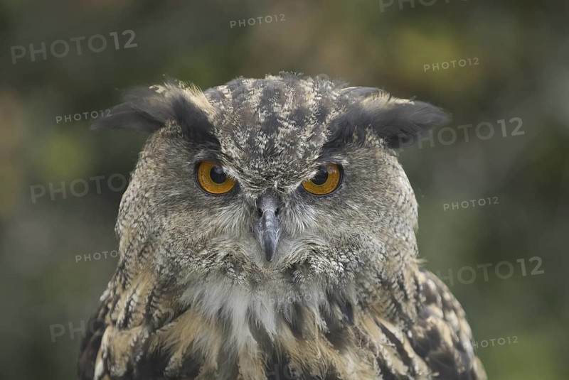 Eurasian Eagle-Owl (Bubo bubo) juvenile, Hesse, Germany