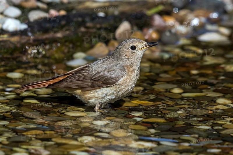 Common Redstart (Phoenicurus phoenicurus) female in little stream, Mecklenburg-Western-Pomerania, Germany