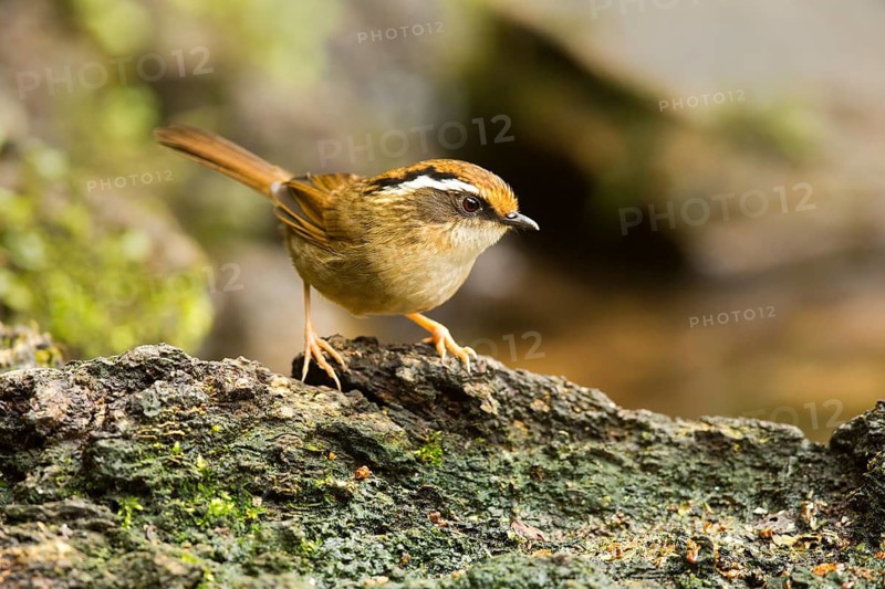 Braunkappenalcippe (Alcippe dubia), Yunnan, China