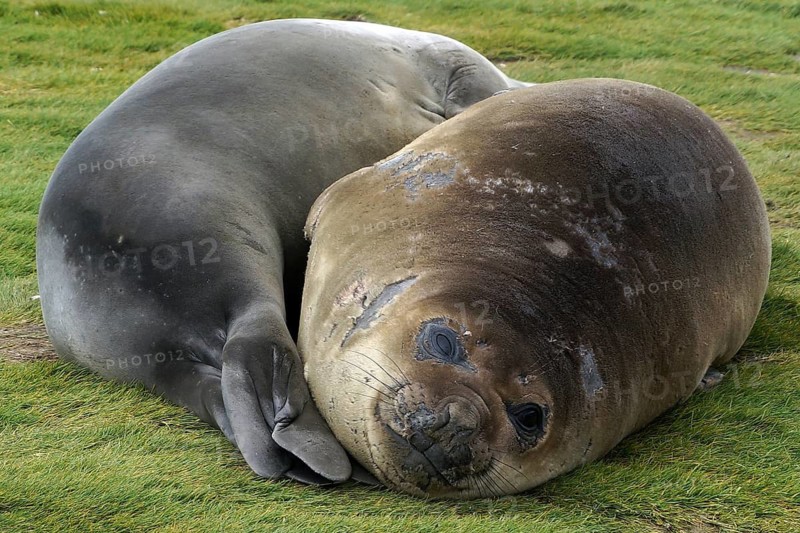 Dormant sea lion, Fortuna Bay, animals, mammals, South Georgia, Antarctica
