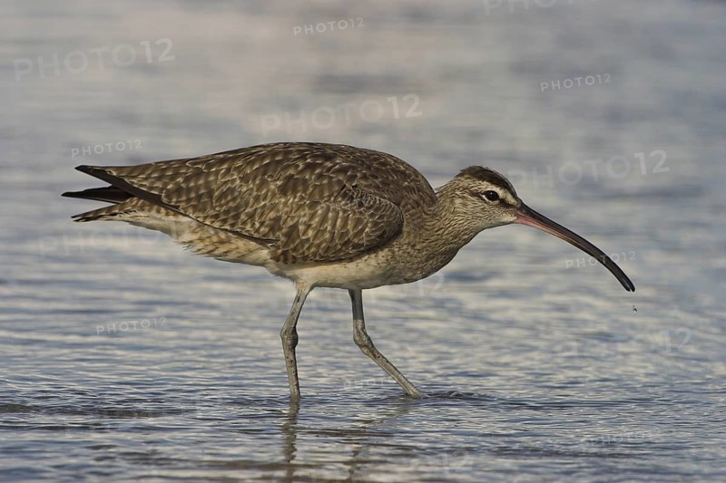 Whimbrel (Numenius phaeopus), Costa Rica