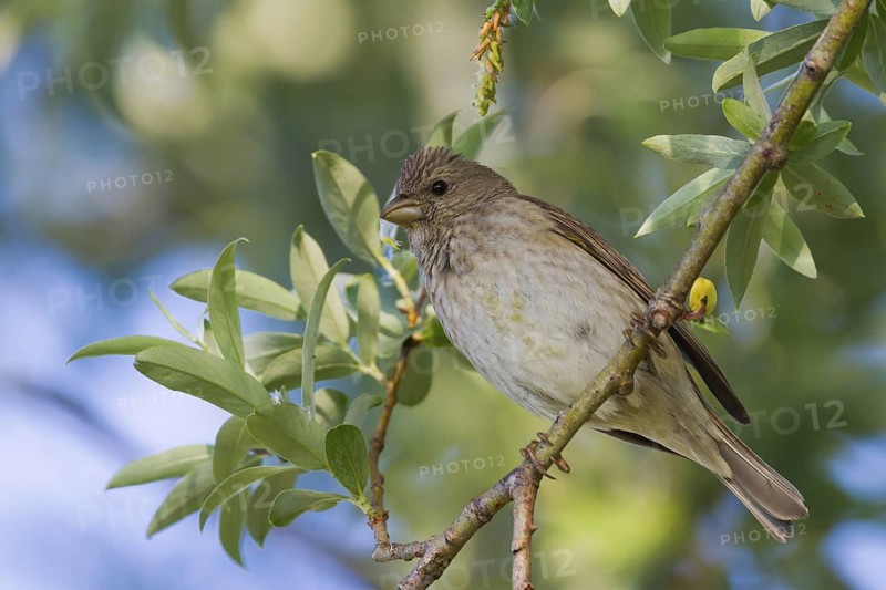 Common Rosefinch (Carpodacus erythrinus) juvenile male, Bavaria, Germany