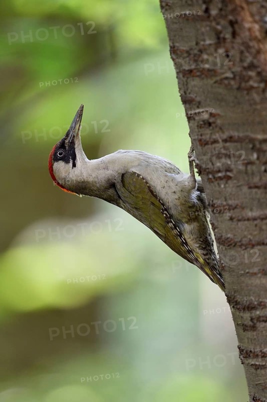 European Green Woodpecker (Picus viridis) female climbing tree trunk, North Rhine-Westphalia, Germany