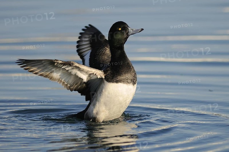 Greater Scaup (Aythya marila) male, Hokkaido, Japan