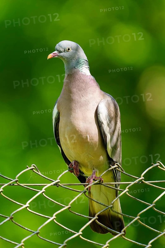 Pigeon sitting relaxed on a wire fence in front of a blurred green background, wood pigeon (Columba palumbus), wildlife, Germany