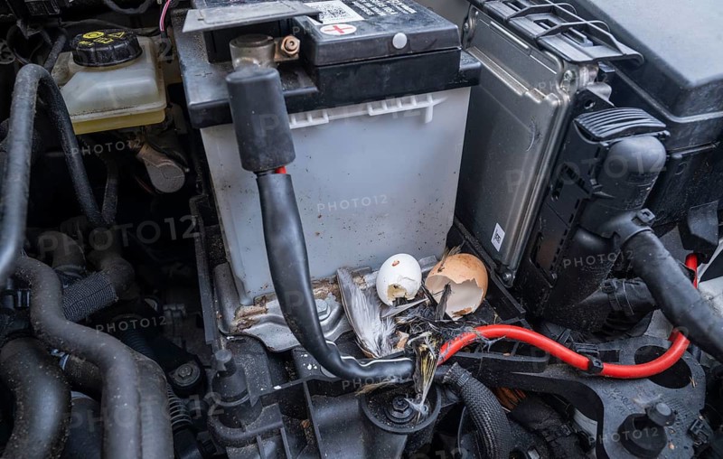 Engine compartment, engine of a passenger car with remains of prey of a stone marten (Martes foina), eggshells of chicken and pigeon, feathers of a small bird, Lower Saxony, Germany