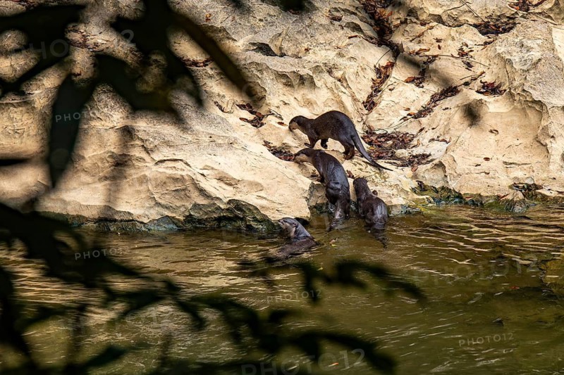 A group of nutrias congregates along a rocky shoreline of a river in Khao Sok National Park, Surat Thani Province, Thailand, engaging in playful behaviors
