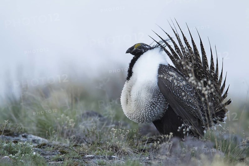 Sage Grouse (Centrocercus urophasianus) male mating, Idaho, USA
