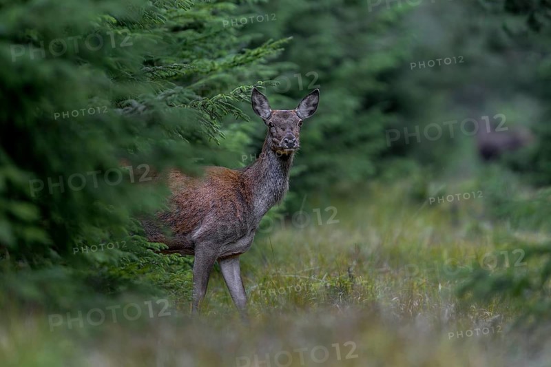 Again a red deer (Cervus elaphus) stands in front of me on the forest track, which is heavily used, in the background is another deer, rutting season, September, Denmark